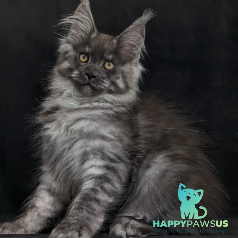 Zembi Maine Coon male black silver - live animals