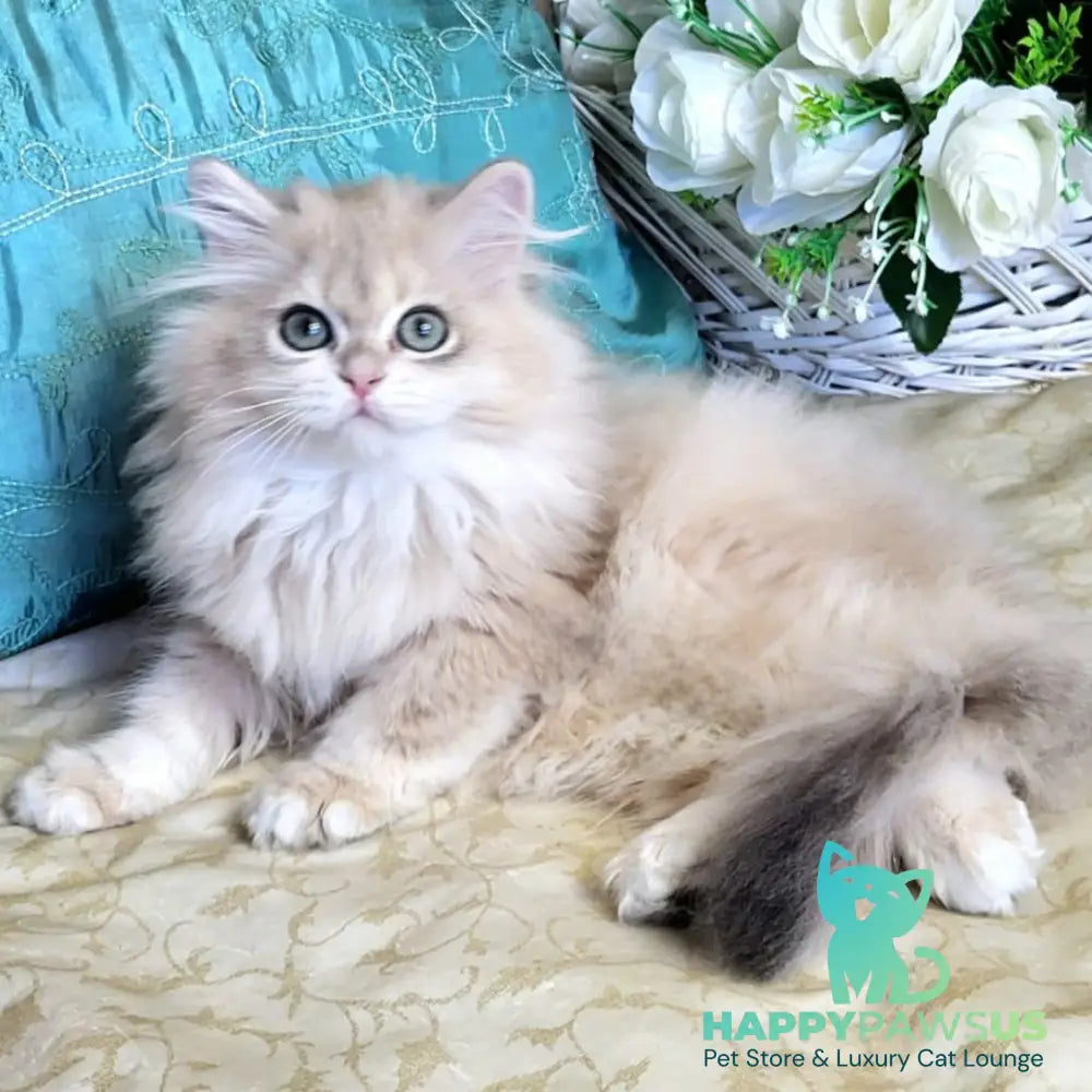 Zemfira British Longhair female blue golden chinchilla - live animals