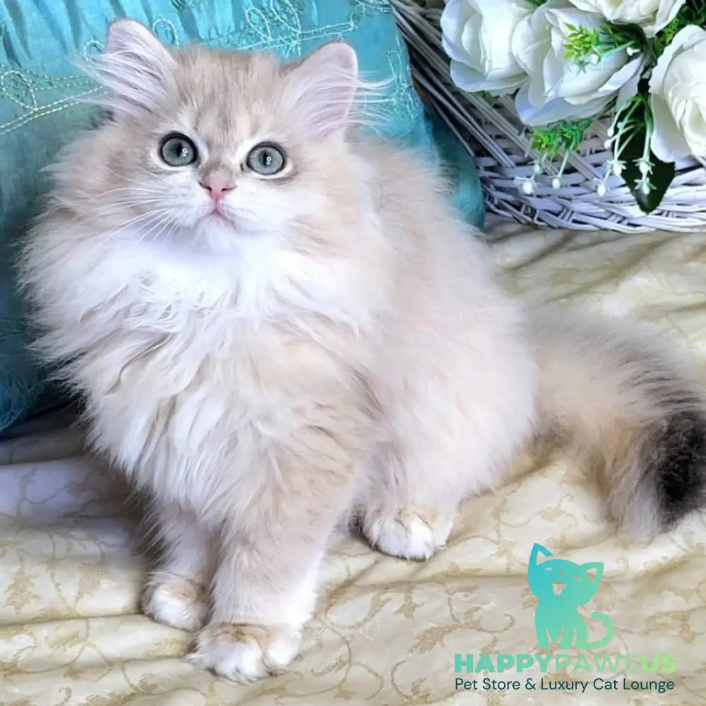 Zemfira British Longhair female blue golden chinchilla - live animals