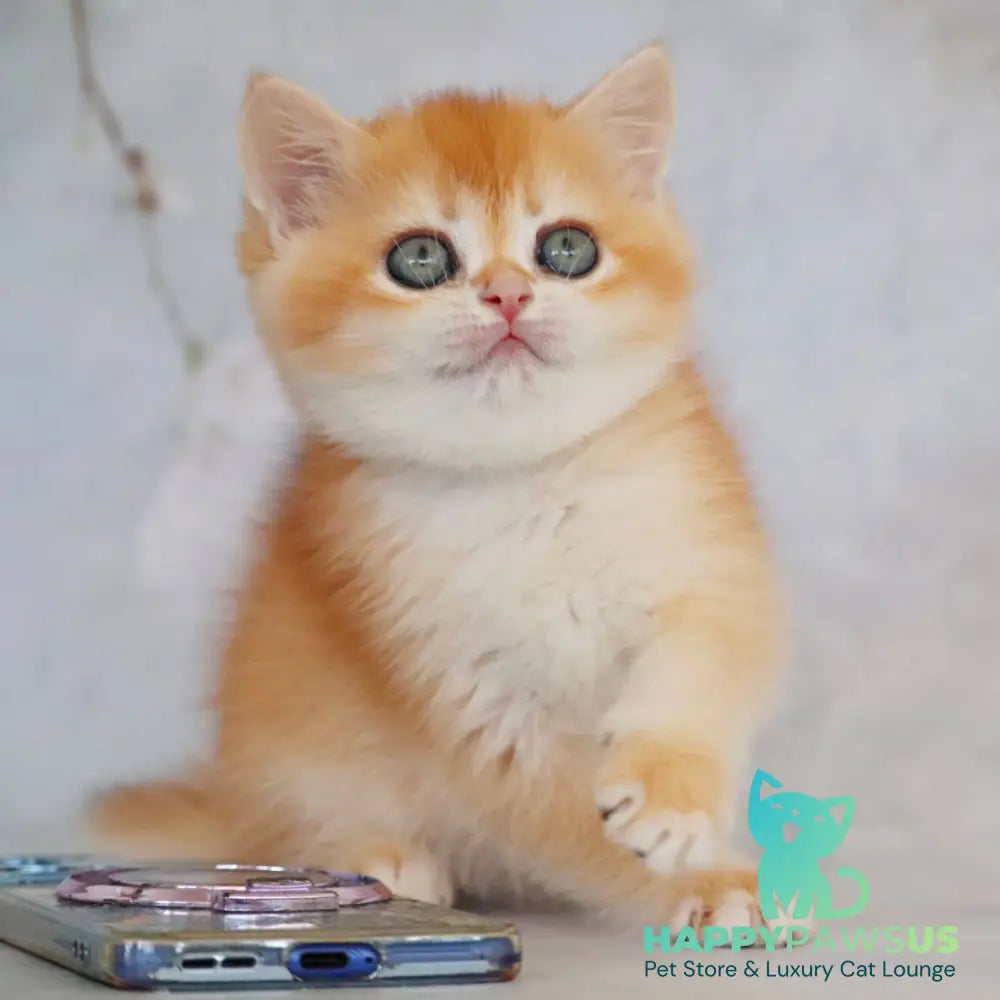Zemfira British Shorthair female black golden chinchilla - live animals