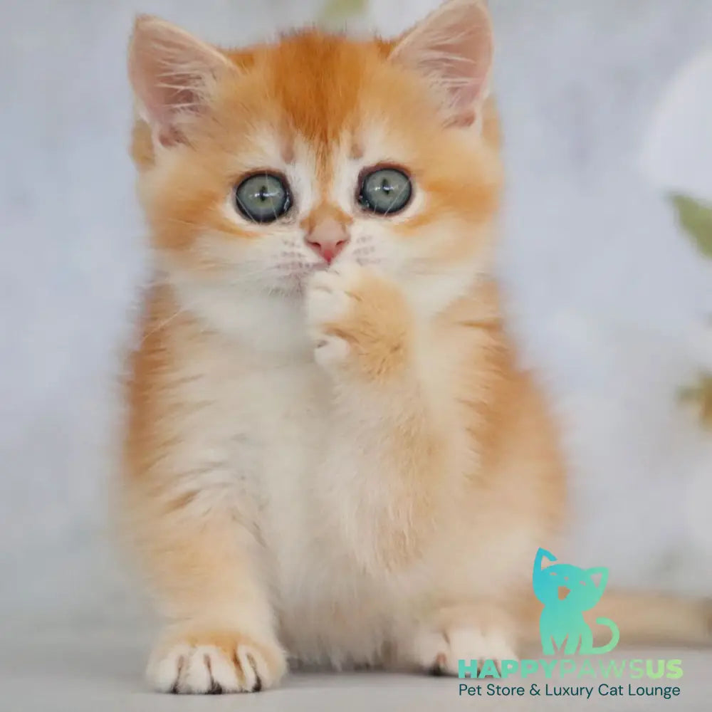 Zemfira British Shorthair female black golden chinchilla - live animals