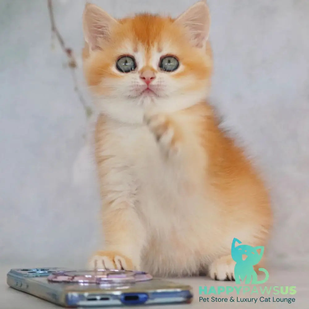 Zemfira British Shorthair female black golden chinchilla - live animals