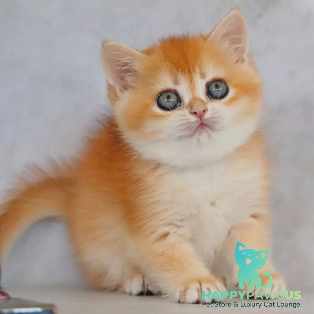 Zemfira British Shorthair female black golden chinchilla - live animals