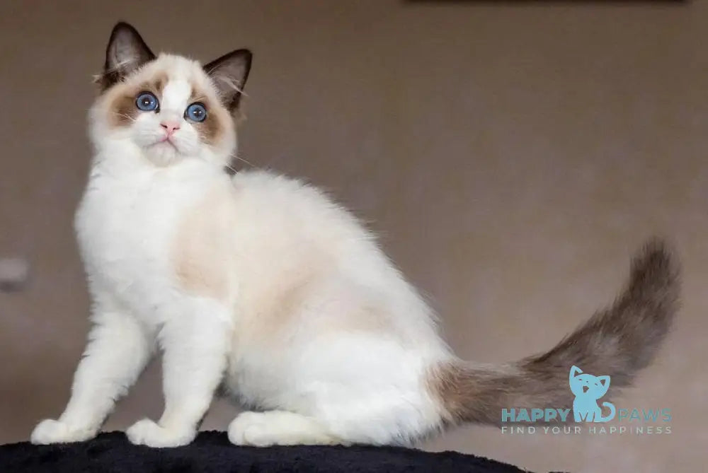 Zena Ragdoll female seal bicolour live animals