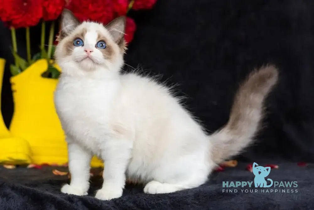 Zena Ragdoll female seal bicolour live animals