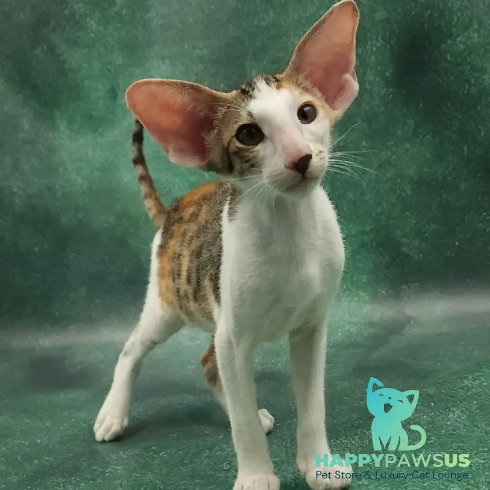 Zеndaya Oriental Shorthair female black tortie spotted tabby harlequin - live animals