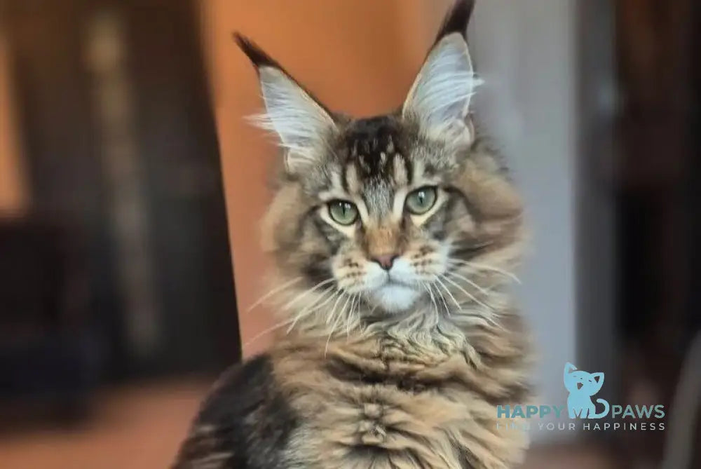 Zenit Maine Coon male black tabby live animals