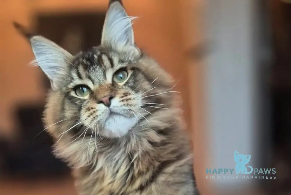 Zenit Maine Coon male black tabby live animals