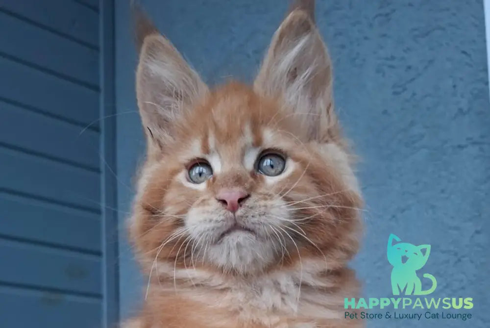 Garfield Maine Coon male red live animals