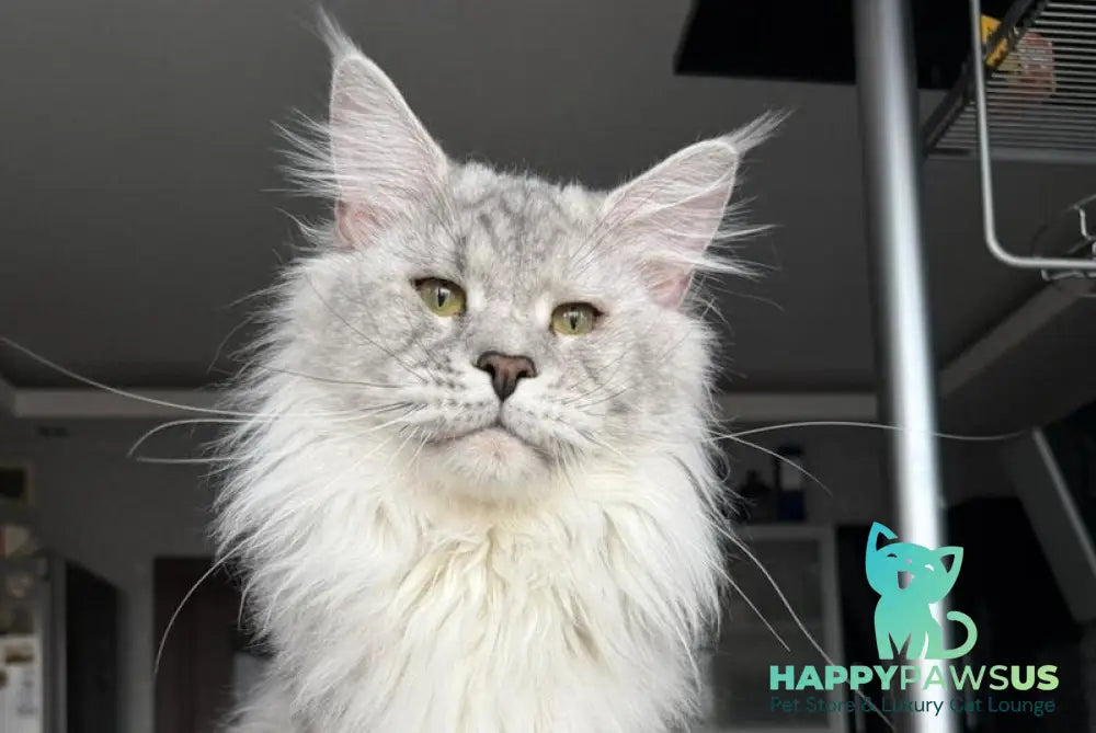 Zenith Maine Coon male black silver tabby live animals