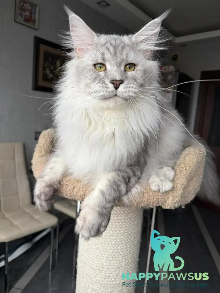 Zenith Maine Coon male black silver tabby live animals