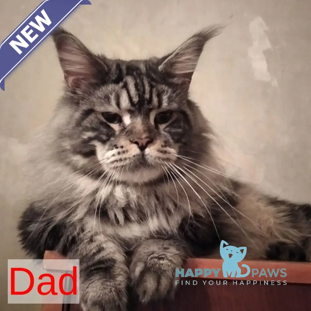 Zenith Maine Coon male blue silver tabby live animals