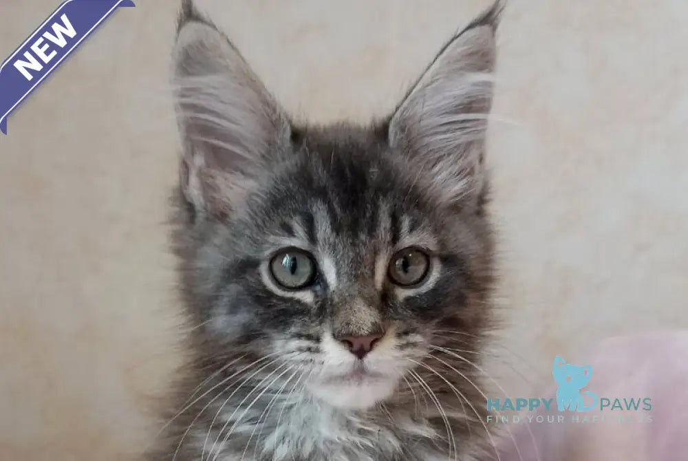 Zenith Maine Coon male blue silver tabby live animals