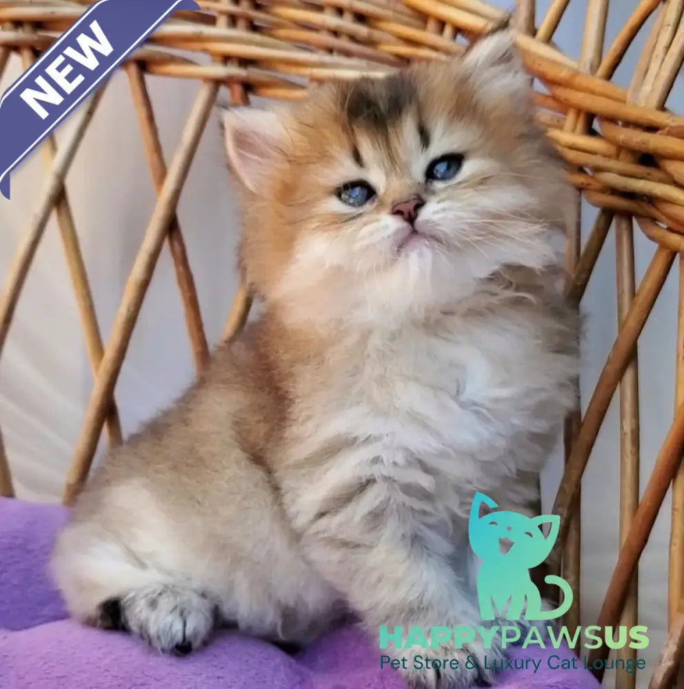Zephir British Longhair male black golden ticked tabby - live animals