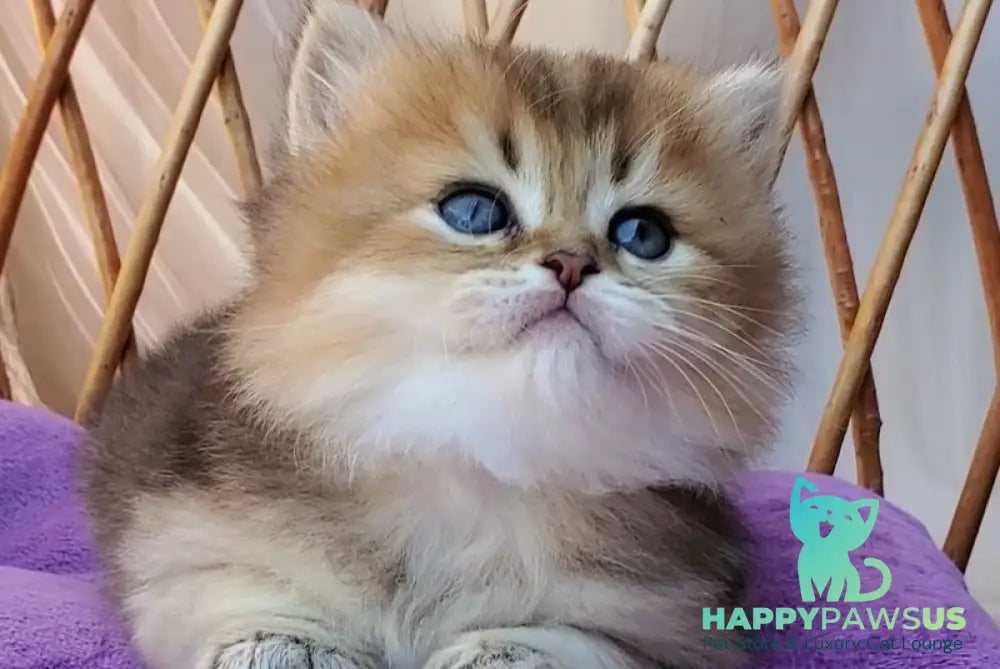 Zephir British Longhair male black golden ticked tabby - live animals
