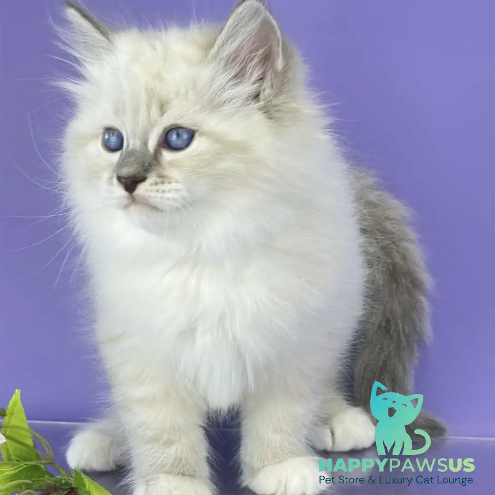 Zephire Siberian male blue tabby pointed with white - live animals