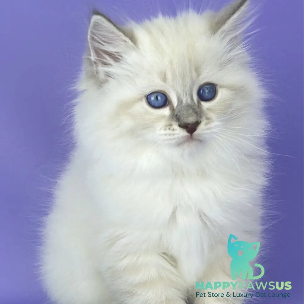 Zephire Siberian male blue tabby pointed with white - live animals