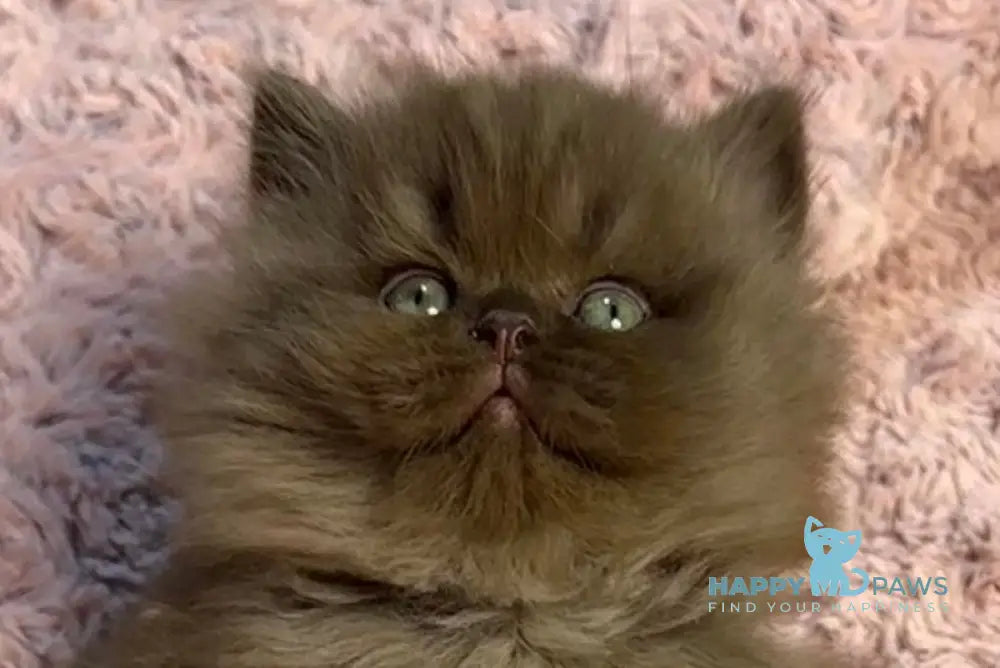 Zephyr British Longhair male chocolate live animals