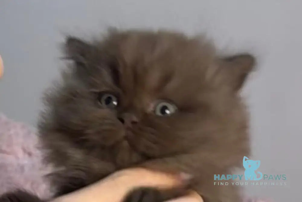 Zephyr British Longhair male chocolate live animals