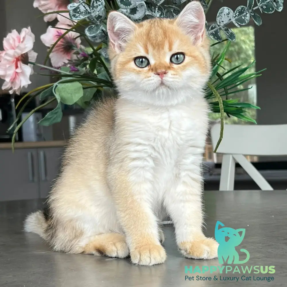 Zephyr British Longhair male black golden shaded - live animals