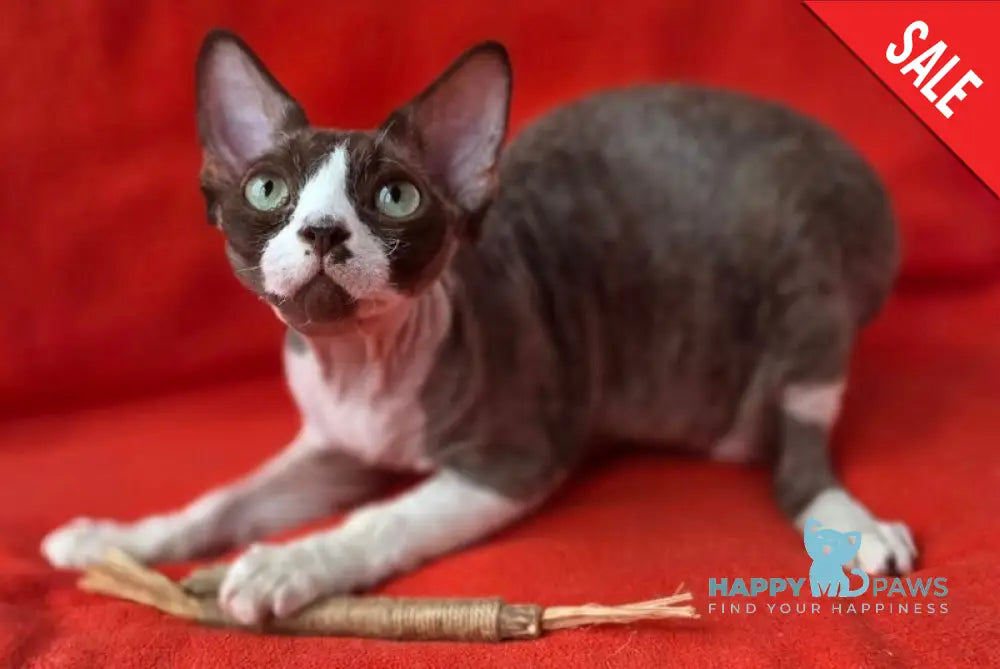 Zephyr Devon Rex male chocolate bicolour - live animals
