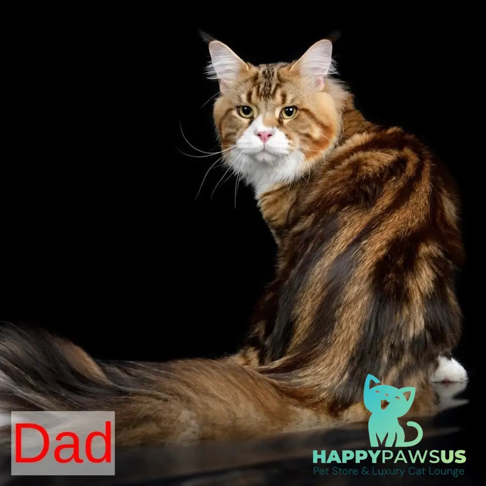 Zephyr Maine Coon male red bicolour tabby - live animals
