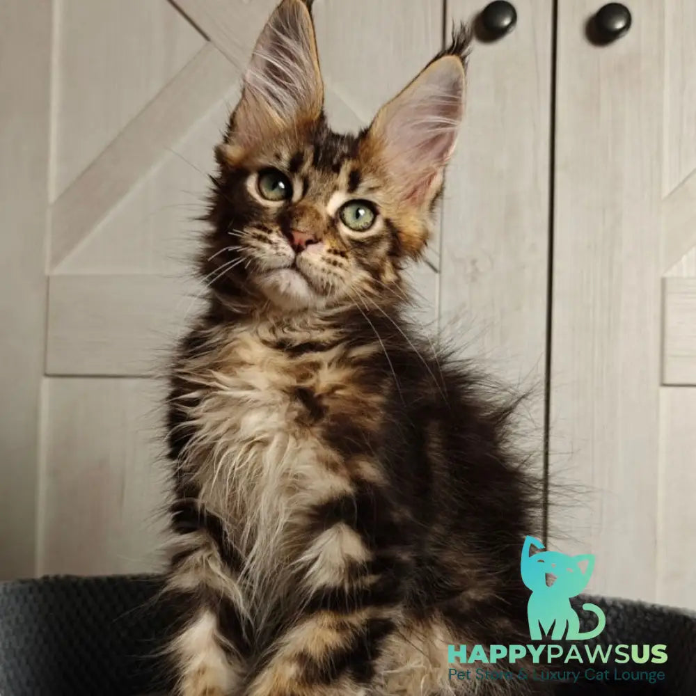 Zeppelin Maine Coon polydactyl 7x7x6x6 male black tabby - live animals