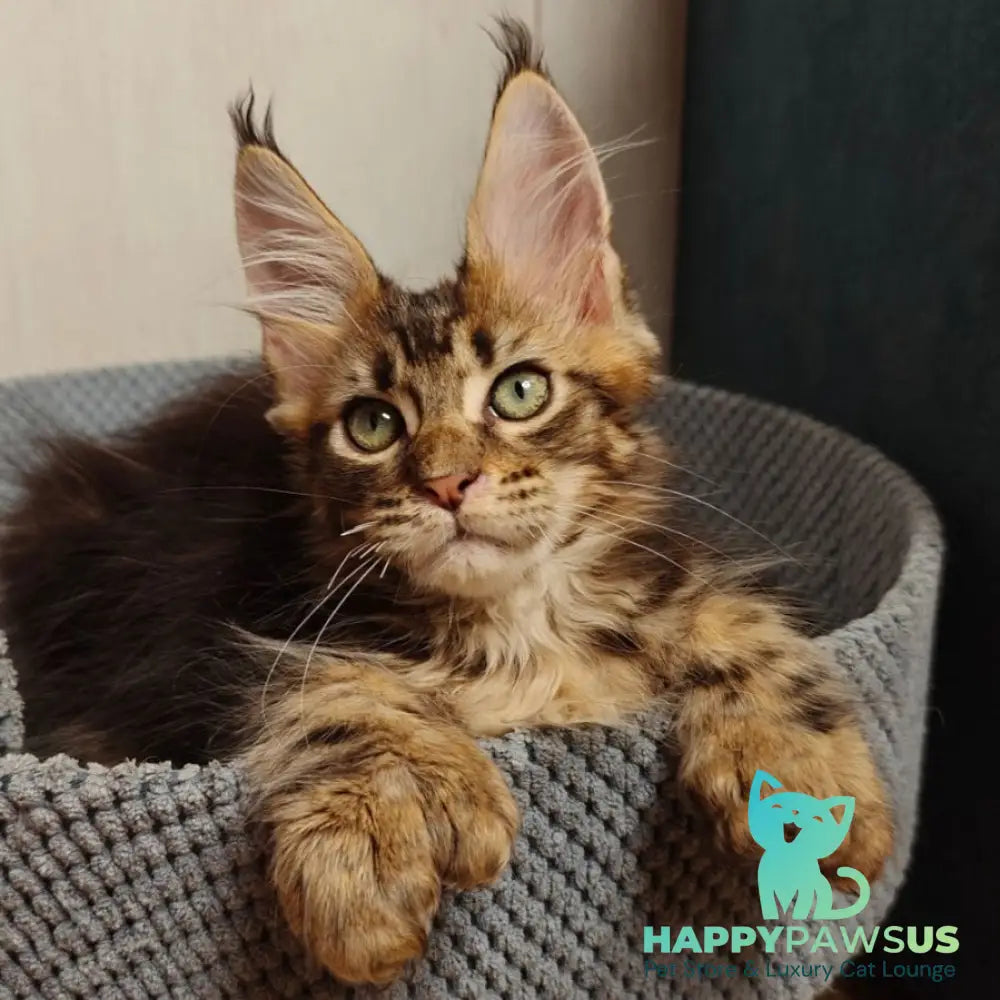 Zeppelin Maine Coon polydactyl 7x7x6x6 male black tabby - live animals