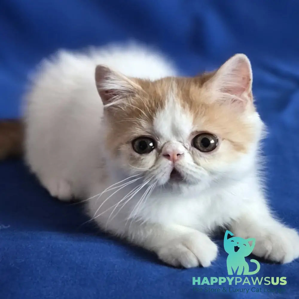 Zest Exotic male red spotted tabby bicolour - live animals