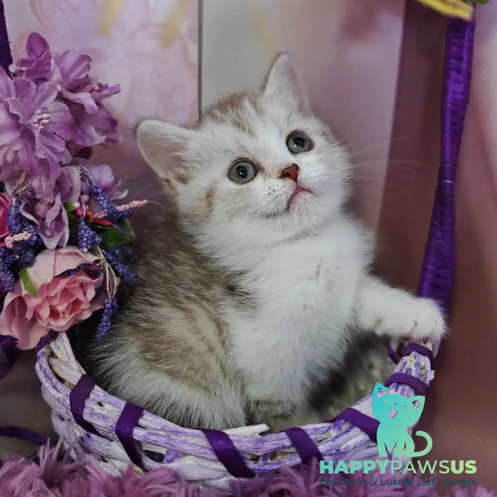 Zeta Scottish Straight female chocolate golden spotted tabby bicolour - live animals
