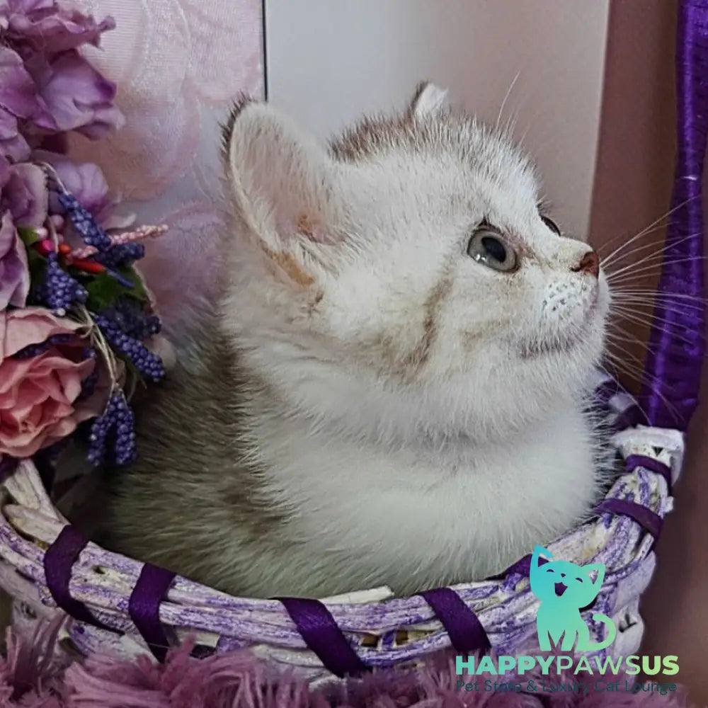Zeta Scottish Straight female chocolate golden spotted tabby bicolour - live animals