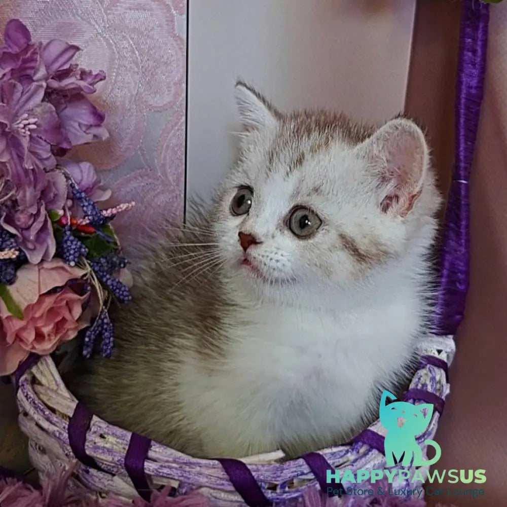 Zeta Scottish Straight female chocolate golden spotted tabby bicolour - live animals