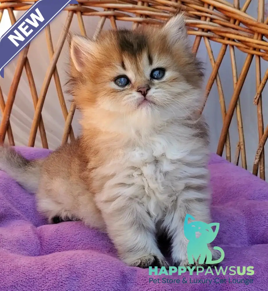 Zeus British Longhair male black golden ticked tabby - live animals