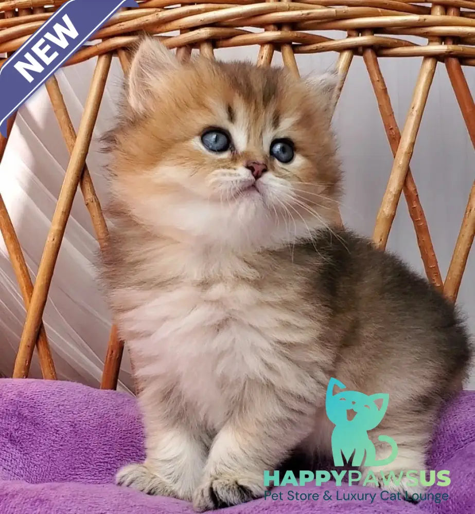 Zeus British Longhair male black golden ticked tabby - live animals