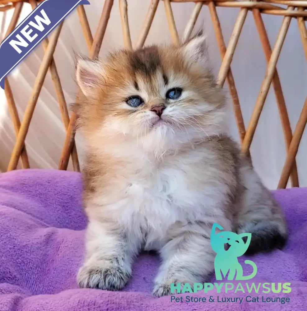 Zeus British Longhair male black golden ticked tabby - live animals
