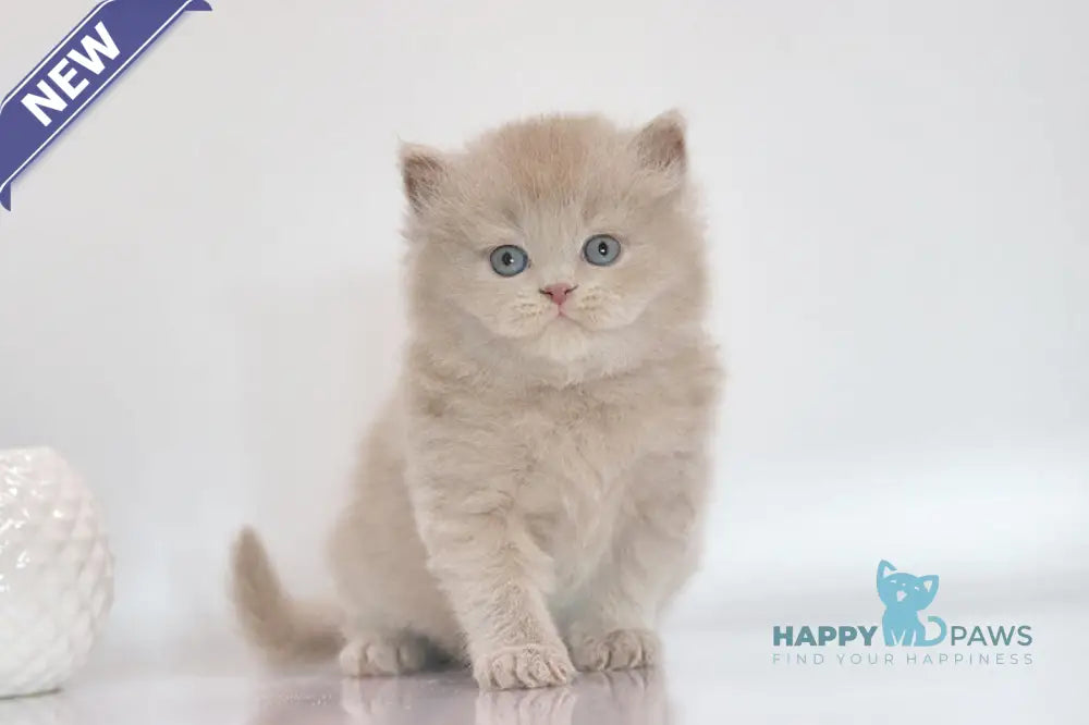 Zeus British Longhair male lilac live animals