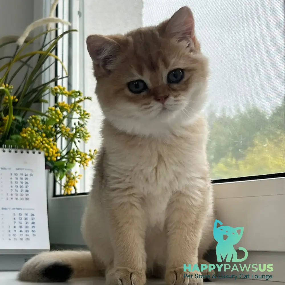 Zeus British Shorthair male black golden shaded - live animals