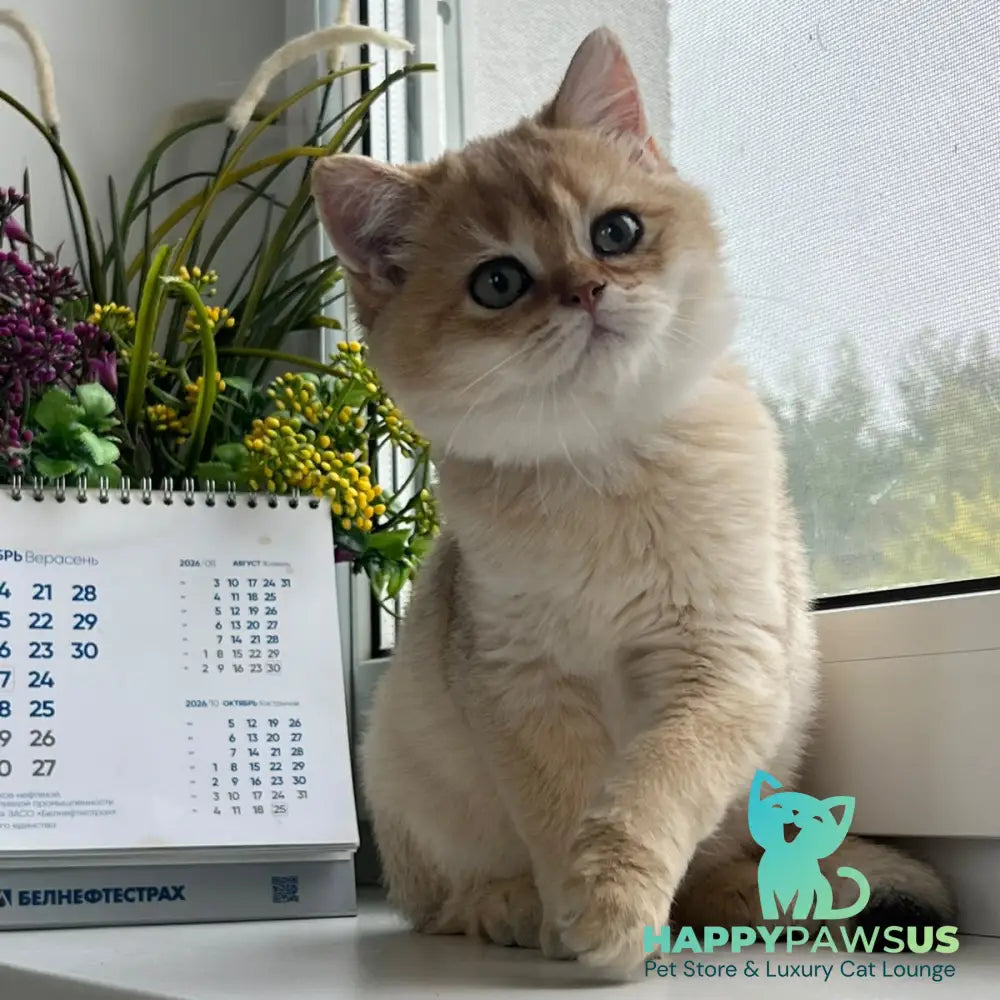 Zeus British Shorthair male black golden shaded - live animals