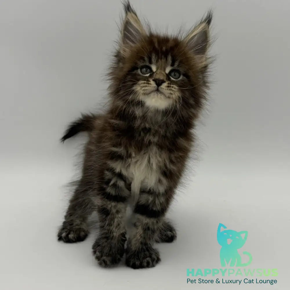 Zeus Maine Coon male black tabby - live animals