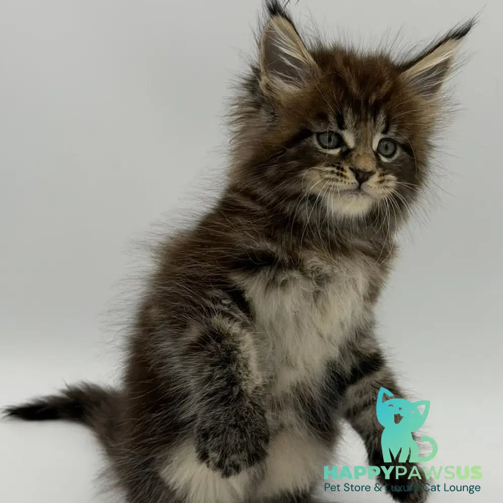Zeus Maine Coon male black tabby - live animals
