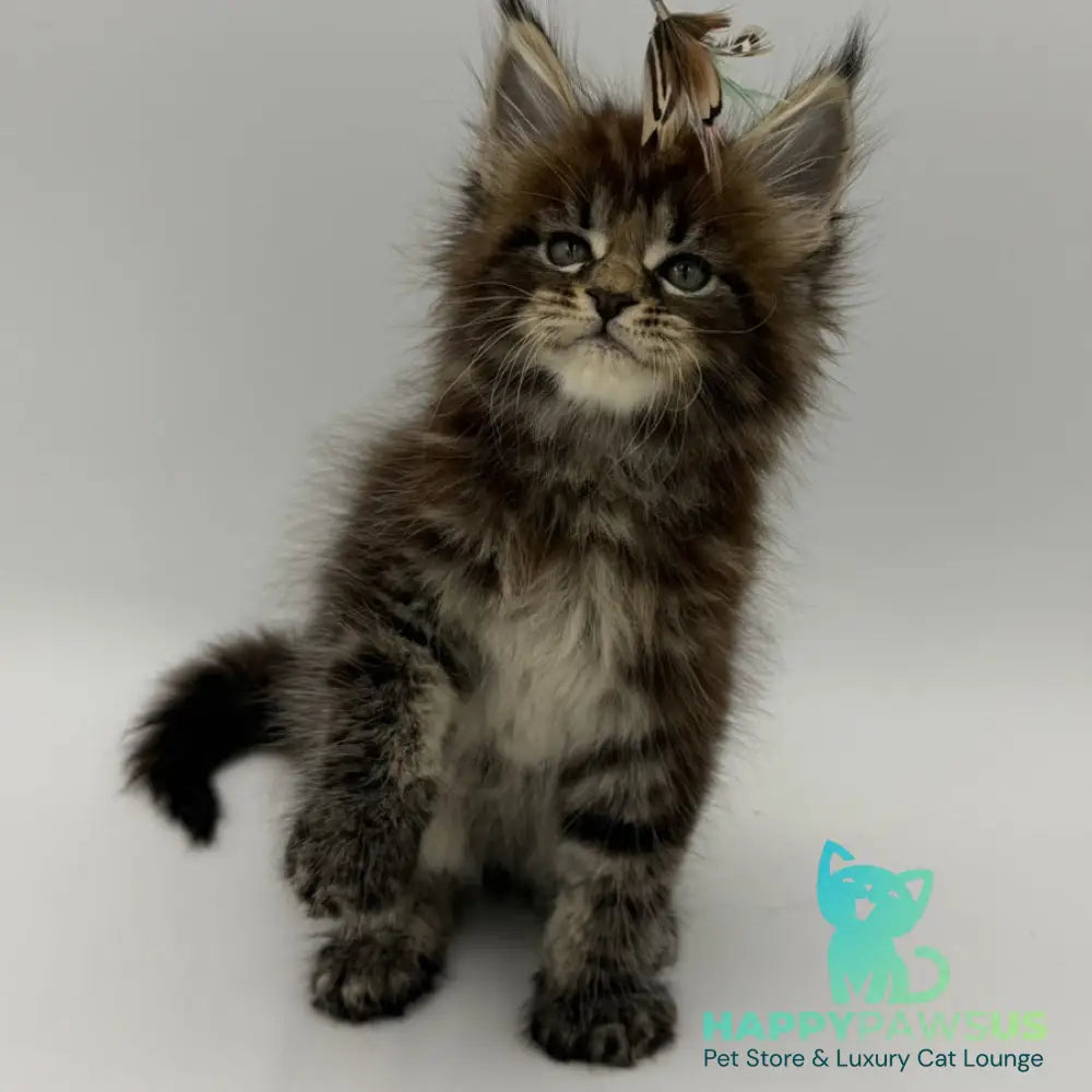 Zeus Maine Coon male black tabby - live animals