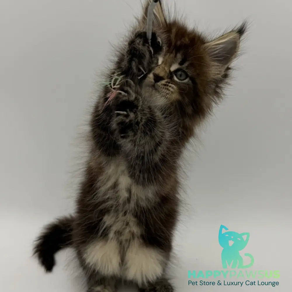 Zeus Maine Coon male black tabby - live animals