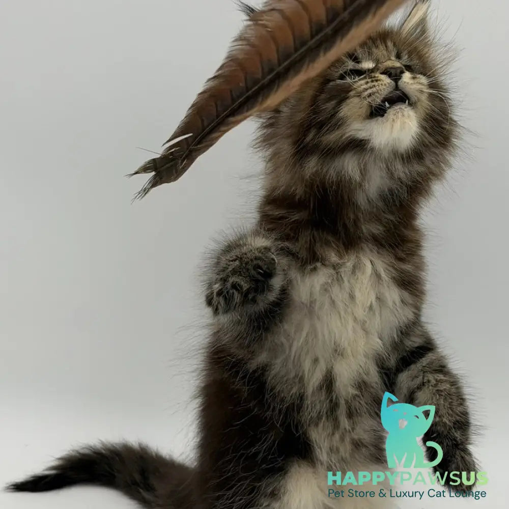Zeus Maine Coon male black tabby - live animals