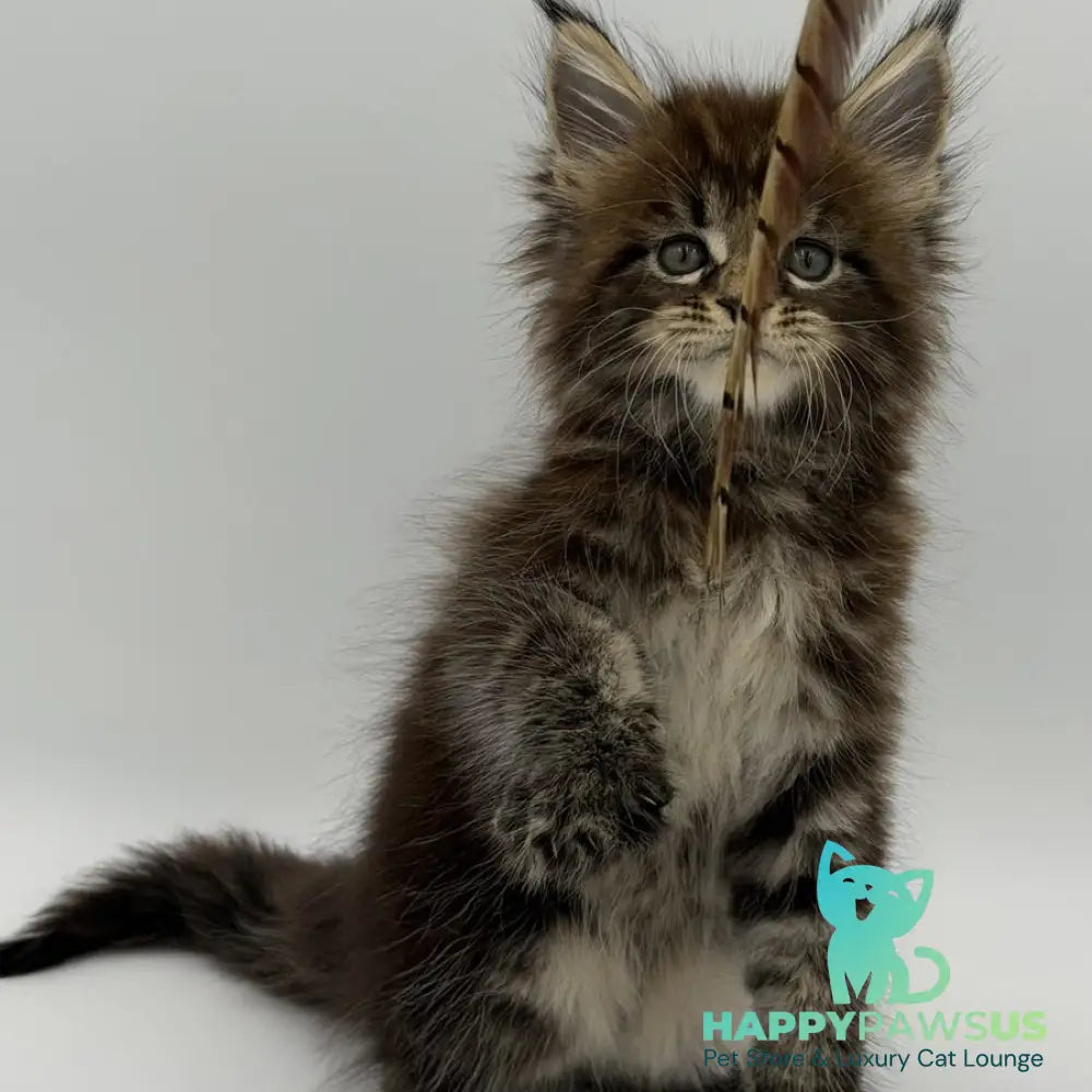 Zeus Maine Coon male black tabby - live animals