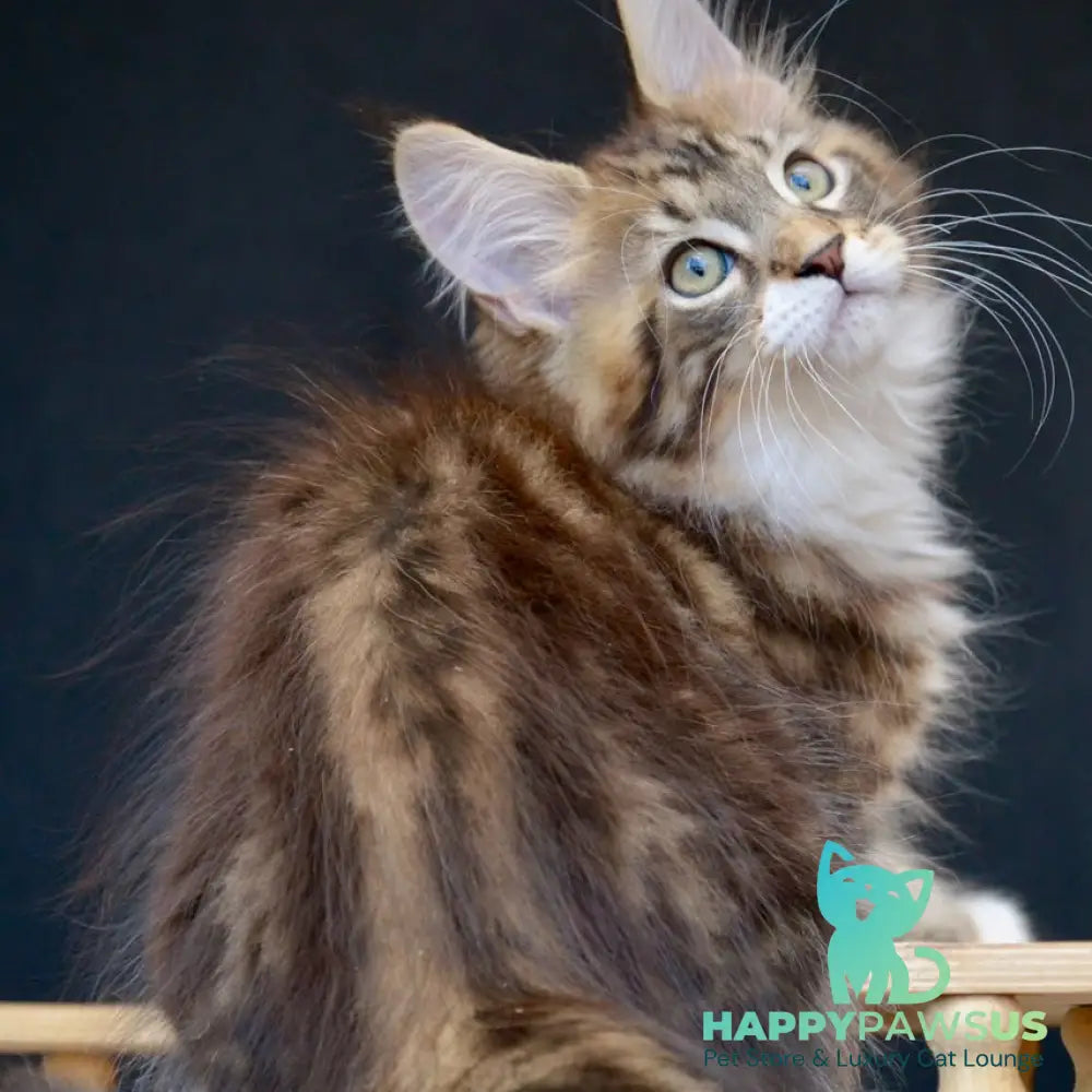 Zeus Maine Coon male black with white tabby - live animals