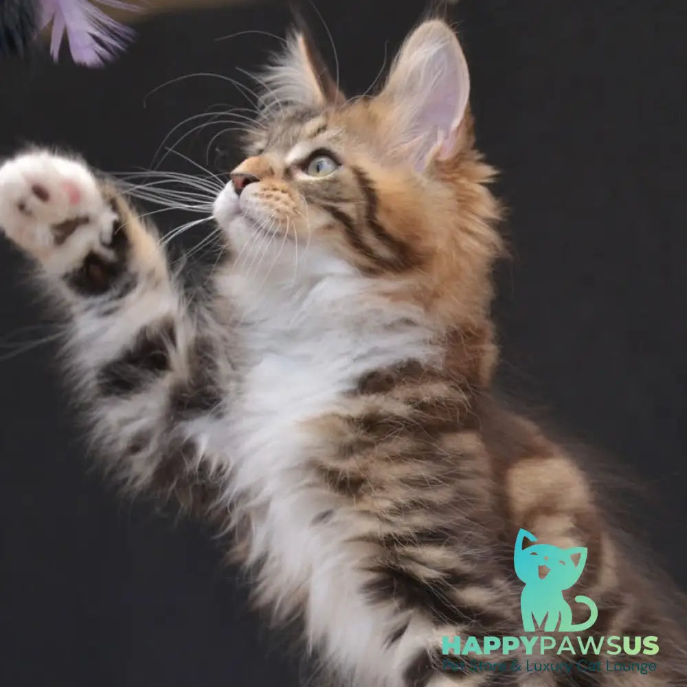 Zeus Maine Coon male black with white tabby - live animals
