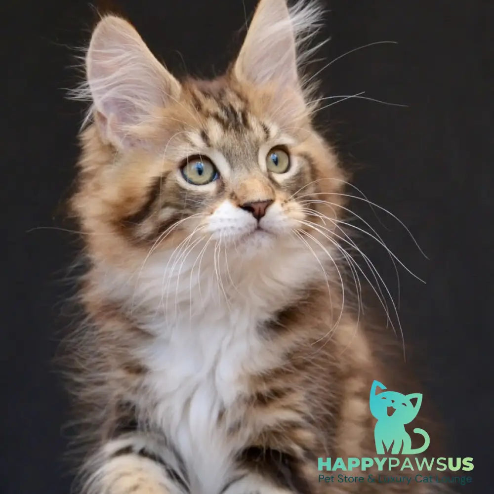 Zeus Maine Coon male black with white tabby - live animals