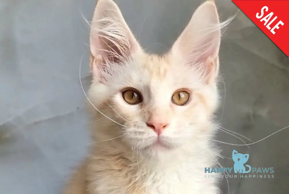 Zeus Maine Coon male red silver spotted tabby live animals