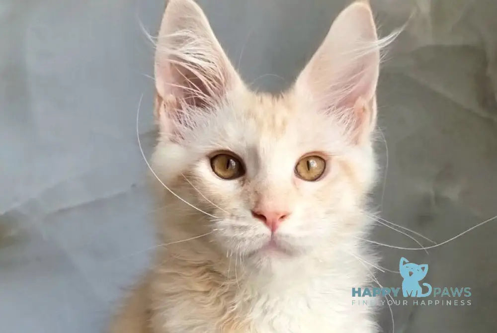 Zeus Maine Coon male red silver spotted tabby live animals