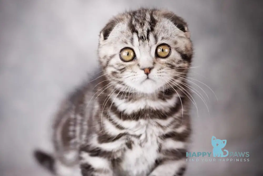 Zeus Scottish Fold male black silver tabby live animals